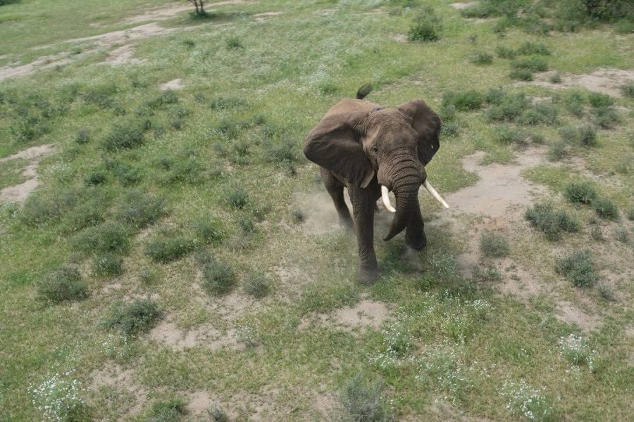 Elephant Researcher with Mara Elephant Project