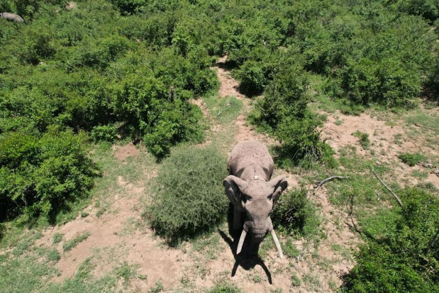 Drones For Conservation with Mara Elephant Project