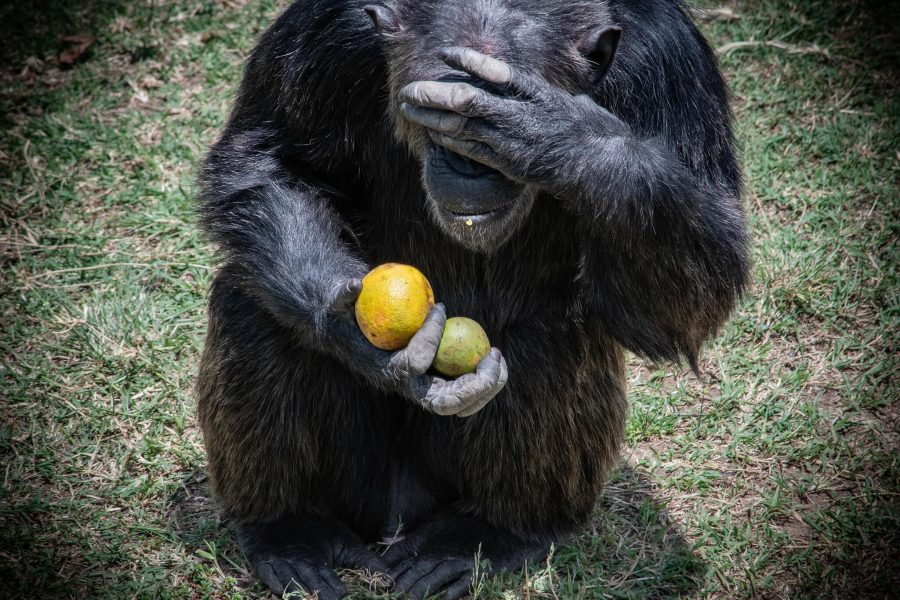 Ol Pejeta Sweetwaters Chimpanzee