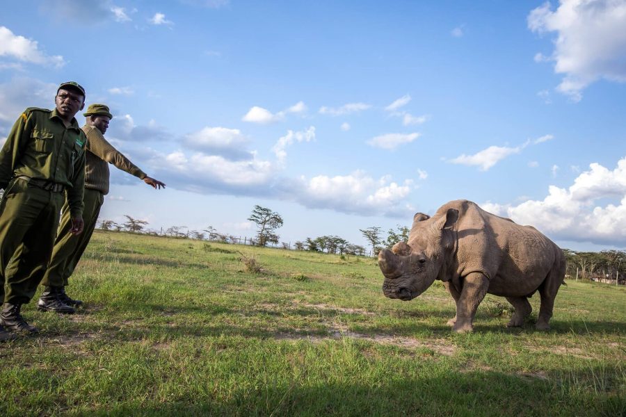 Meet the Last Northern White Rhinos at Ol Pejeta Conservancy