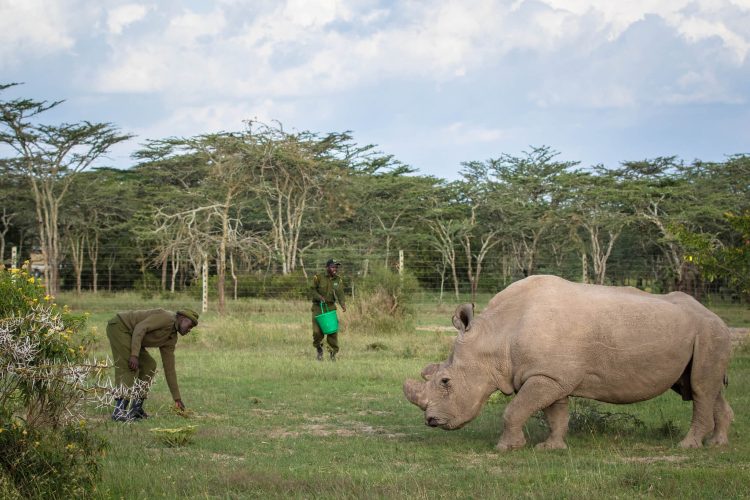 Ol Pejeta Northern White rhinos (9)