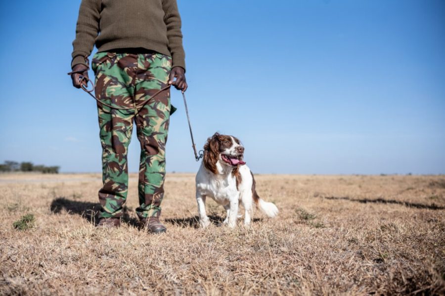 Become a K-9 Handler for a Day at Ol Pejeta Conservancy