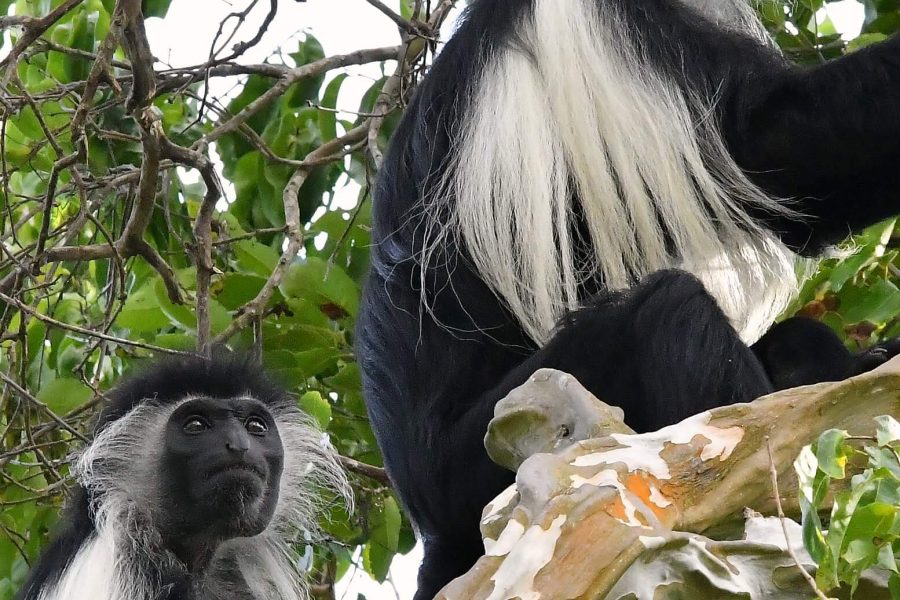 Colobus Conservation: Guided Primate Eco-Tours