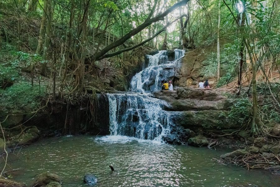 Specialized Eco-Tours at Karura Forest