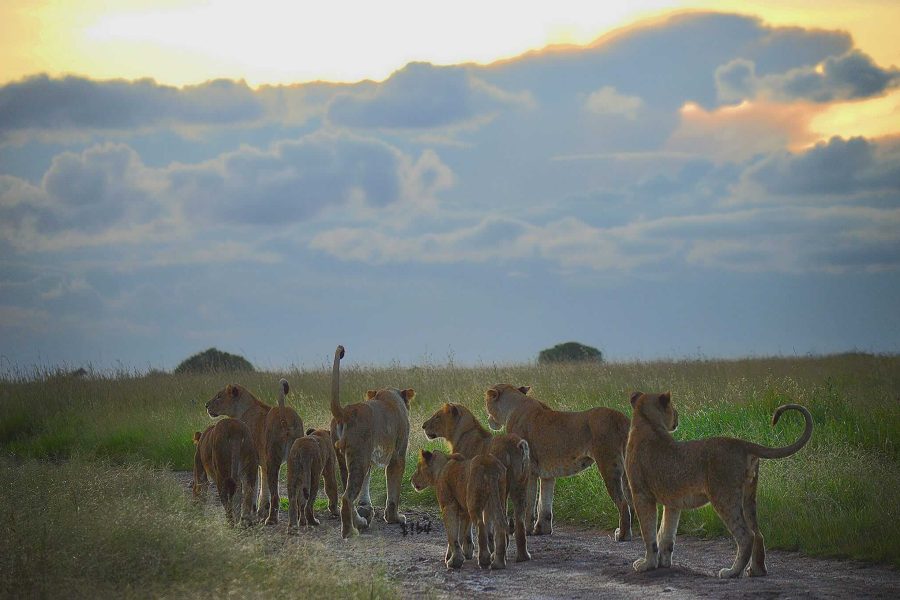 Become a Citizen Scientist with Friends of Nairobi National Park