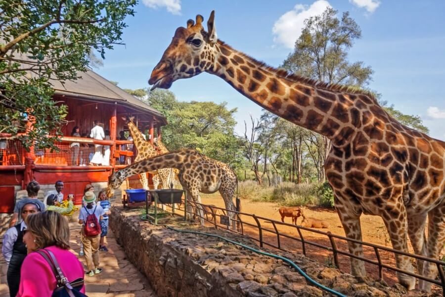 Giraffe Centre