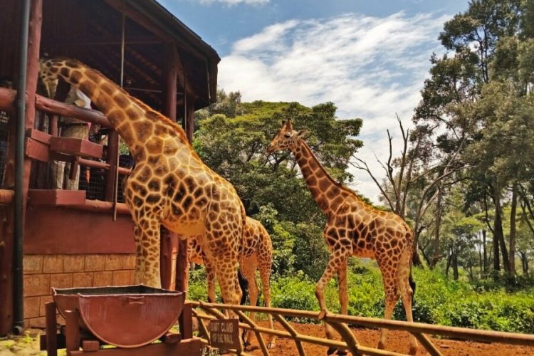 Giraffe Centre (4)