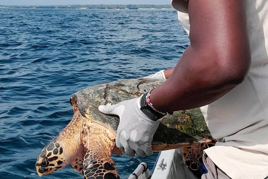 Ocean Wonders: Learning and Conservation Day with Local Ocean Conservation