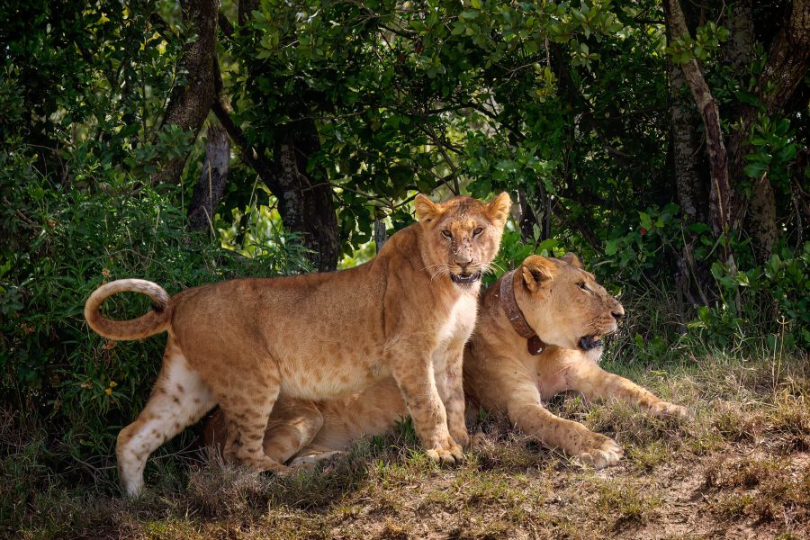 Track Lions and Aid Conservation at Ol Pejeta Conservancy