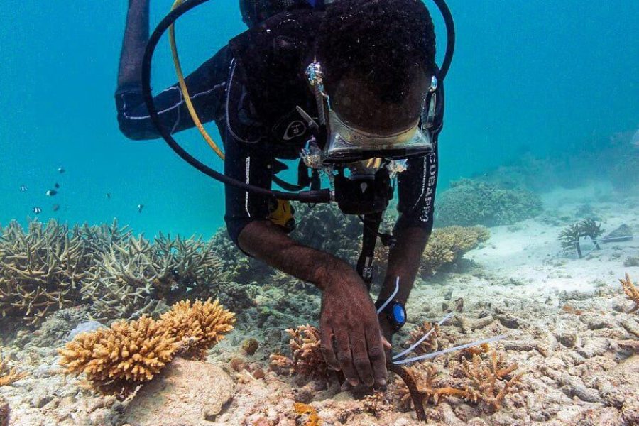 Dive into Coral Conservation with REEFolution!