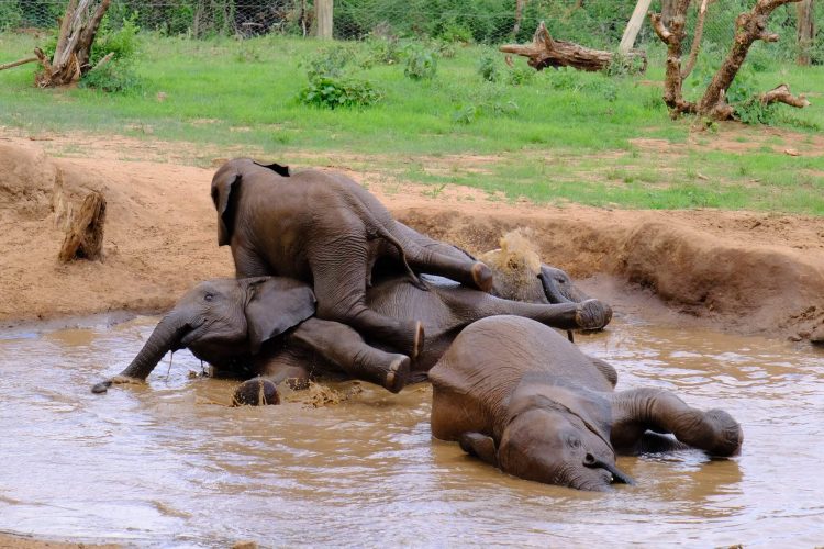 Reteti Elephant Sanctuary