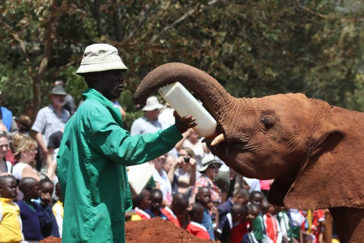 Sheldrick Trust Nairobi Elephant Nursery (20)