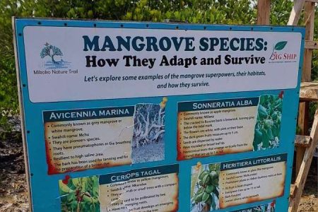 Exploring and Protecting Mangroves with Mikoko Nature Trail