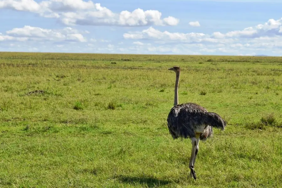 Guided Bush and Bird Walks at Ol Pejeta Conservancy