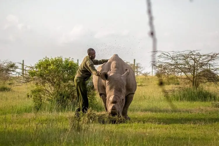 Ol Pejeta Northern White rhinos (7)_edited