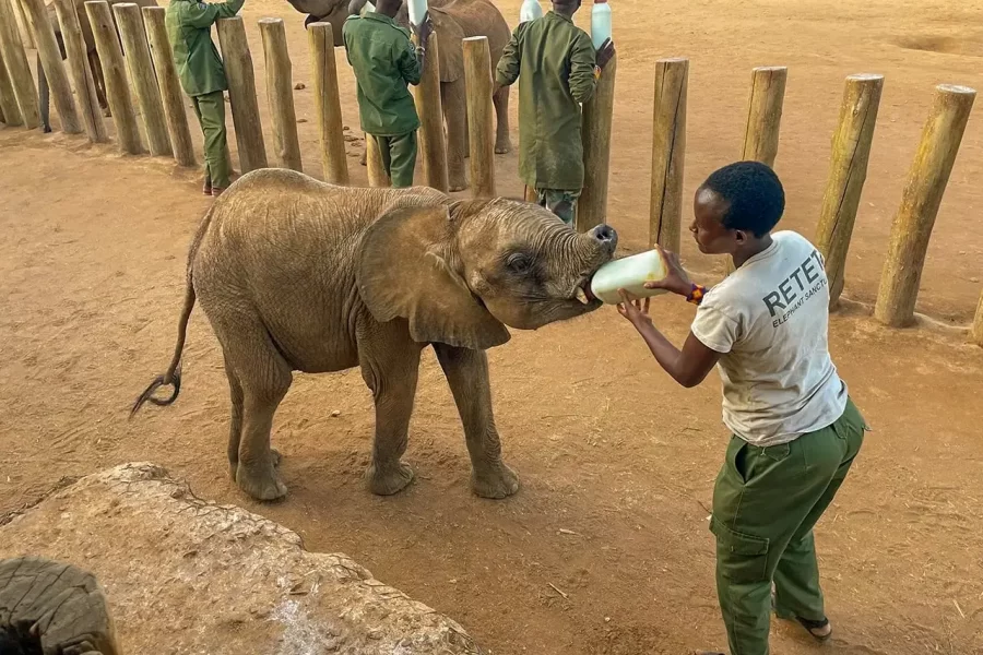 A Community-Led Elephant Experience at Reteti Elephant Sanctuary