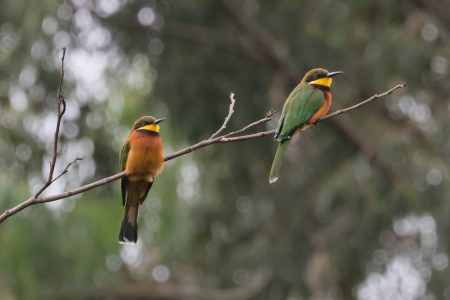 A Morning Bird Walk with Nature Kenya