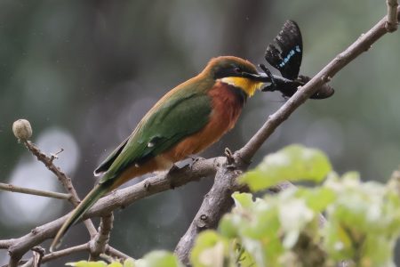 Dudu walk – explore the world of insects with Nature Kenya