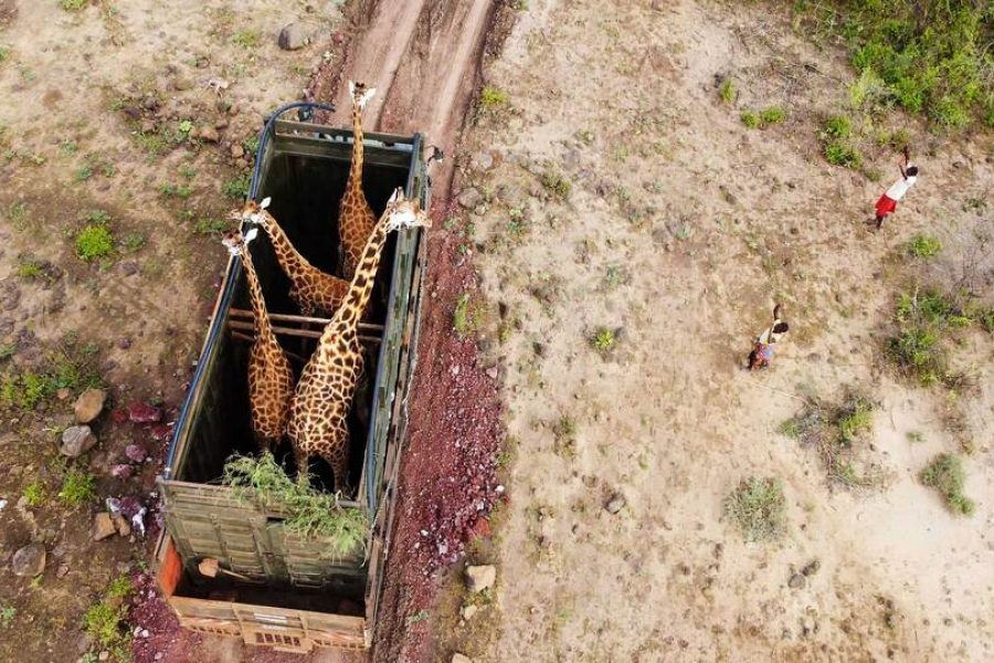 Giraffe encounter at Ruko Sanctuary