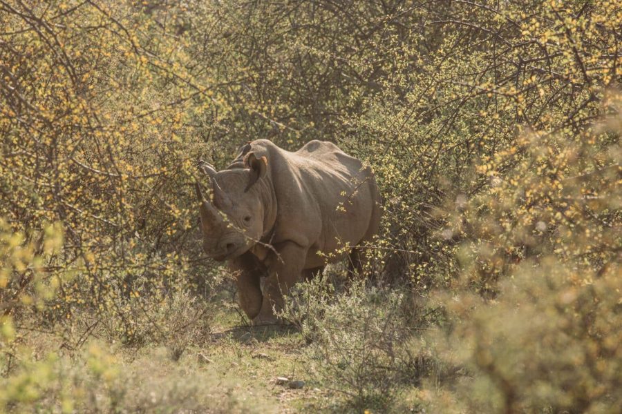 On-foot rhino experience at Sera Conservancy