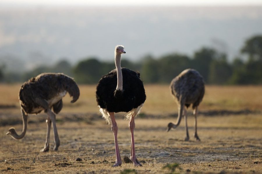 Guided bush and bird walks at Ol Pejeta Conservancy