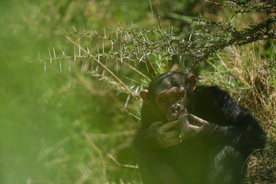 Behind the scenes – Ol Pejeta Sweetwaters Chimpanzee